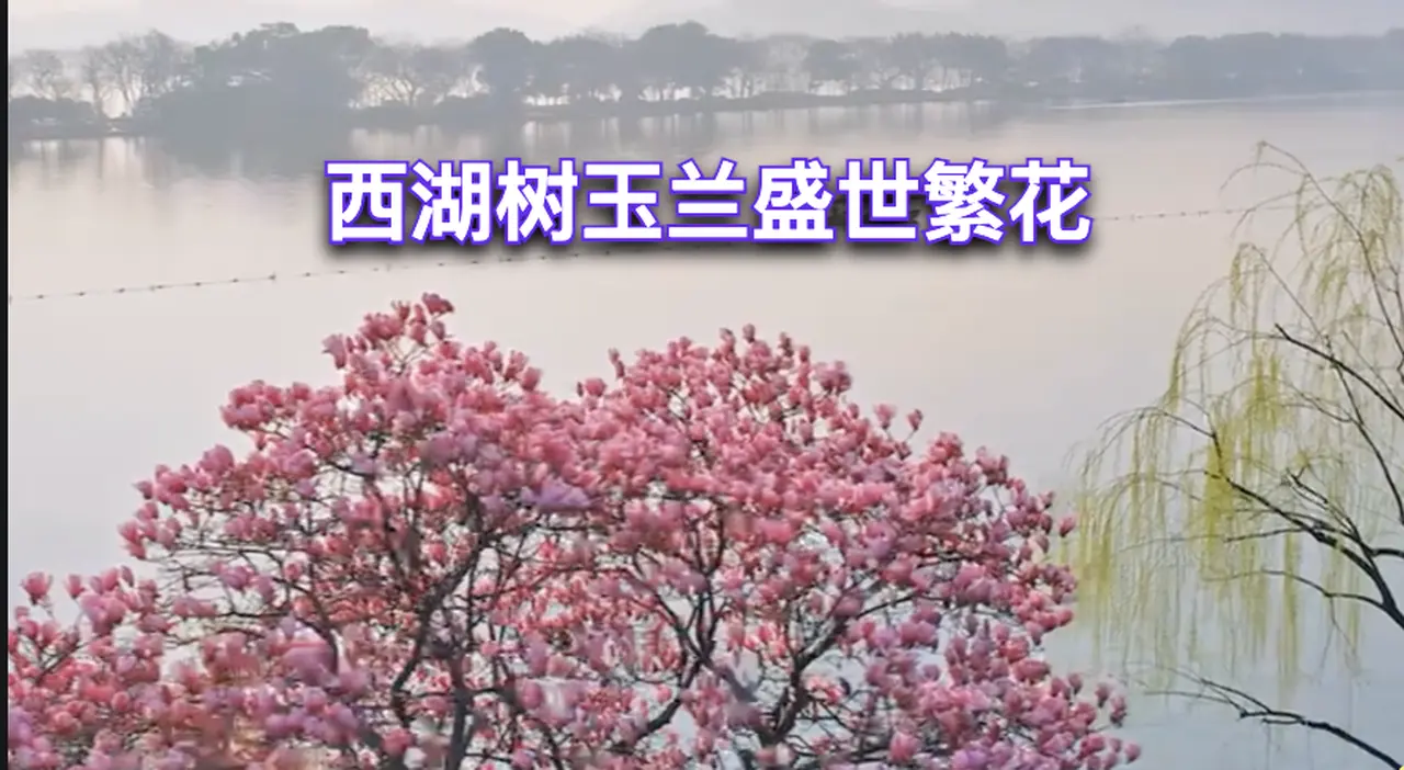 🦋🎀杭州西湖 樹玉蘭盛世繁花