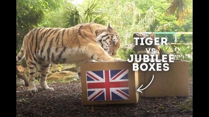 Tiger Vs Jubilee Boxes! | World of Animals