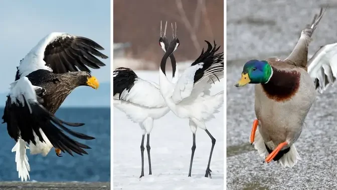 Top 10 Beautiful Birds in Japan - Bird Watching Tour