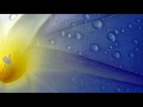 Antonio Vivaldi: Concerto for violin, strings & b.c. in F major (RV 291)