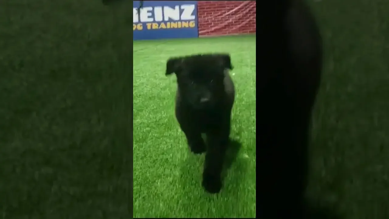 Cute Black German Shepherd Puppy in training!  #germanshepherd #puppy