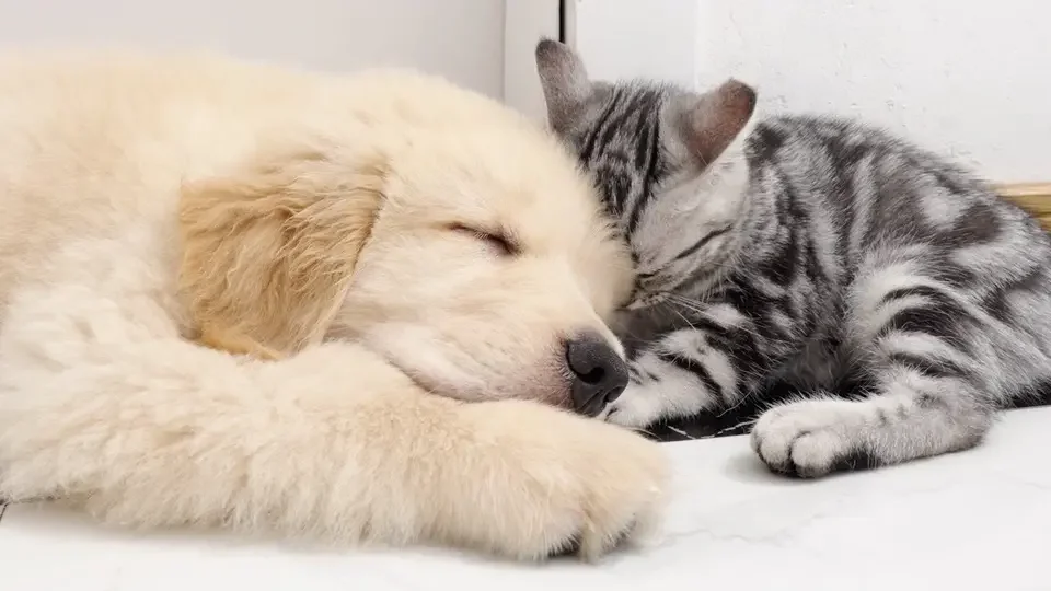 Kitten Finally Sleeps with Golden Retriever Puppy after Difficult Process