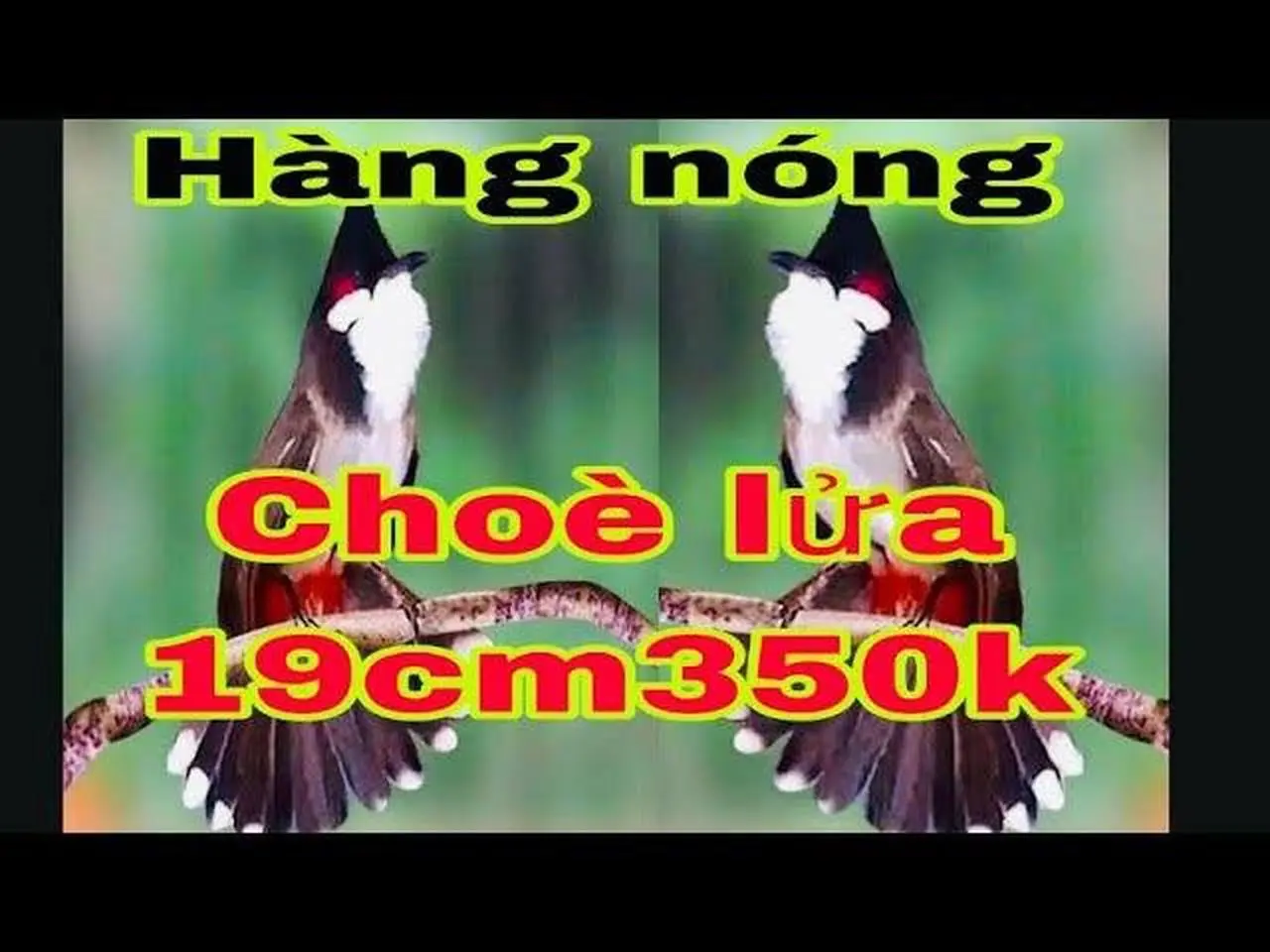 21/10/22 thông báo hàng nóng về,Choè lửa 100k,lửa đuôi 19cm giá 350k