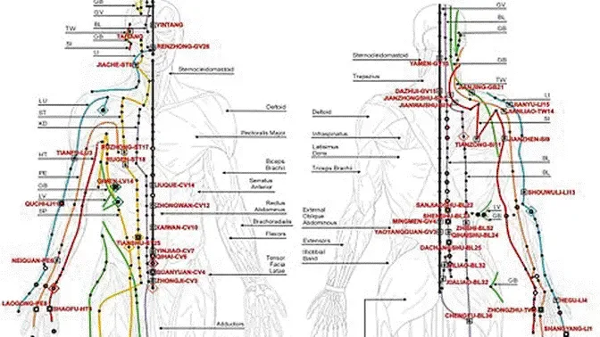 国际权威期刊：证实中医经络的存在