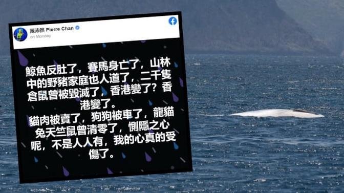 「鯨魚反肚，賽馬身亡，野豬被人道……香港變了！」(圖)