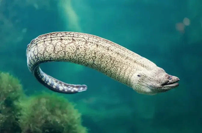 Top 10 Freshwater Aquarium Eel-Like Fish (Life and Behavior) 