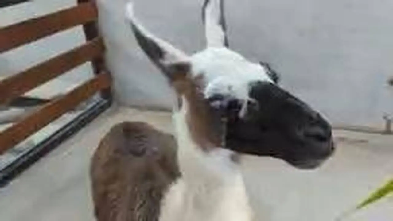 可愛動物互動體驗-駱馬