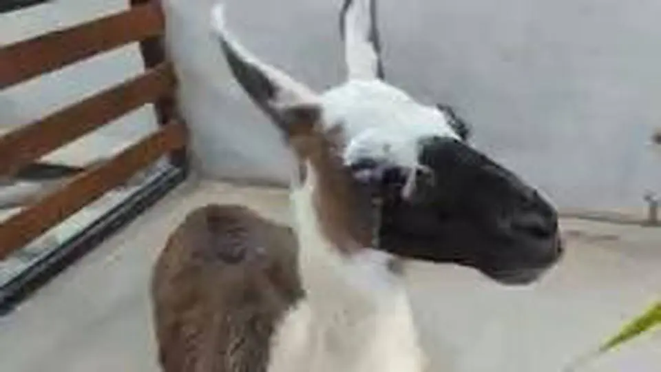 可愛動物互動體驗-駱馬