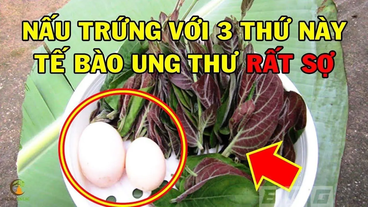 ĂN TRỨNG Với 3 Loại Thực Phẩm Này DIỆT TẾ BÀO UNG THƯ, Bổ Dưỡng Gấp 100 Lần Nhân Sâm