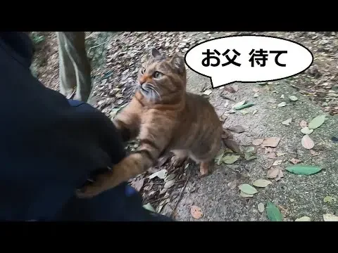オヤツが欲しい娘猫と家に帰りたい父の里山コント