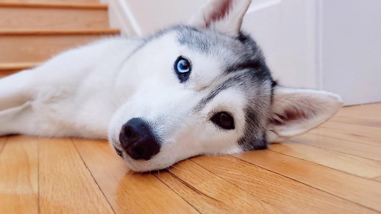 🔴 Come Hang Out with My Husky! (LIVE)