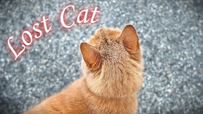 3/11/2025 A domestic cat, with soft fur and curious eyes, slipped out one day and found itself lost in Rancho Cucamonga.