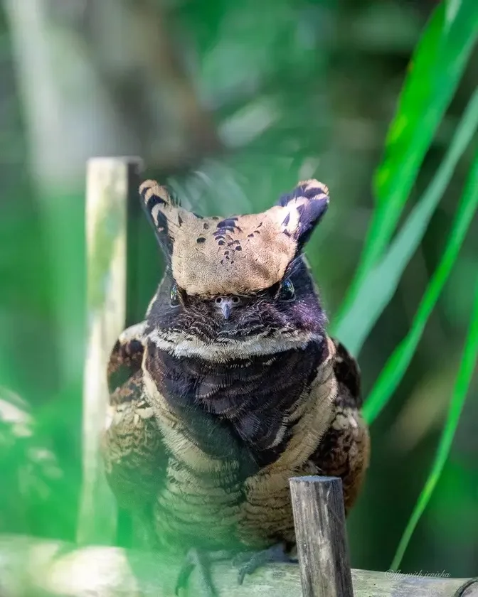 The great eared nightjar. (Courtesy of <a href="https://www.instagram.com/fly_with_jenisha/">@fly_with_jenisha</a>)