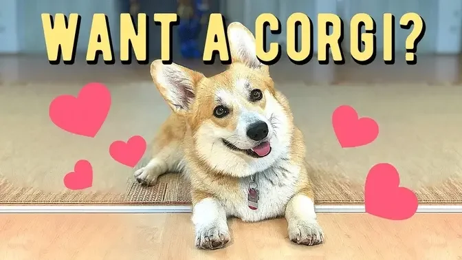 Want a Corgi_ 7 things you don't know!