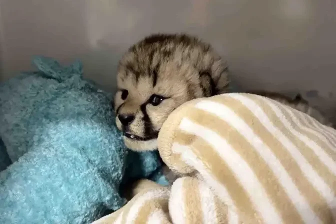 A male cheetah cub was brought from Oregon to Cincinnati Zoo to be raised by a different mother. (Courtesy of Cincinnati Zoo & Botanical Garden)