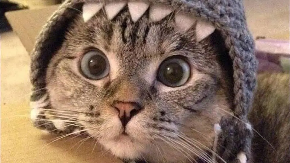FUNNY cat compilation 😹🐾 Cute and funny kittens & cats