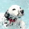 Dalmatian Dog