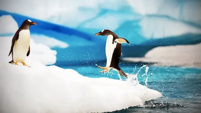 FUNNY PENGUINS ★ BEST Funny & Clumsy Penguins [Funny Pets]