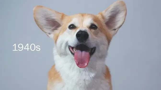 100 Years of Corgi Beauty in 60 Seconds