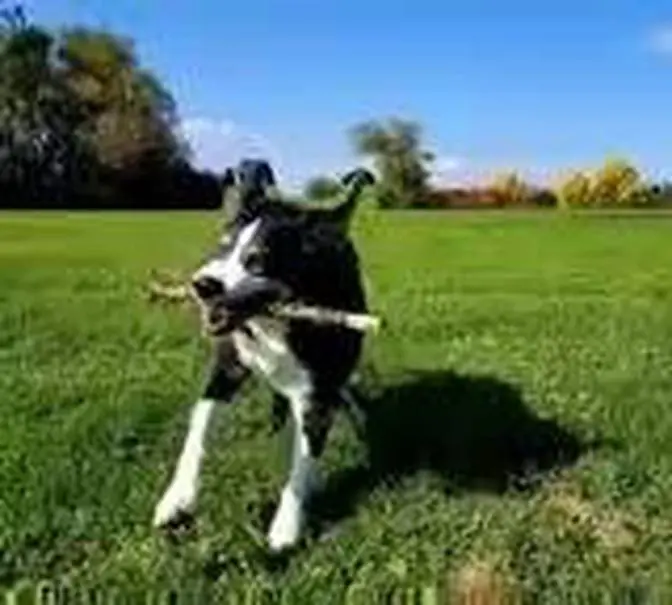 STICK'S BEST FRIEND