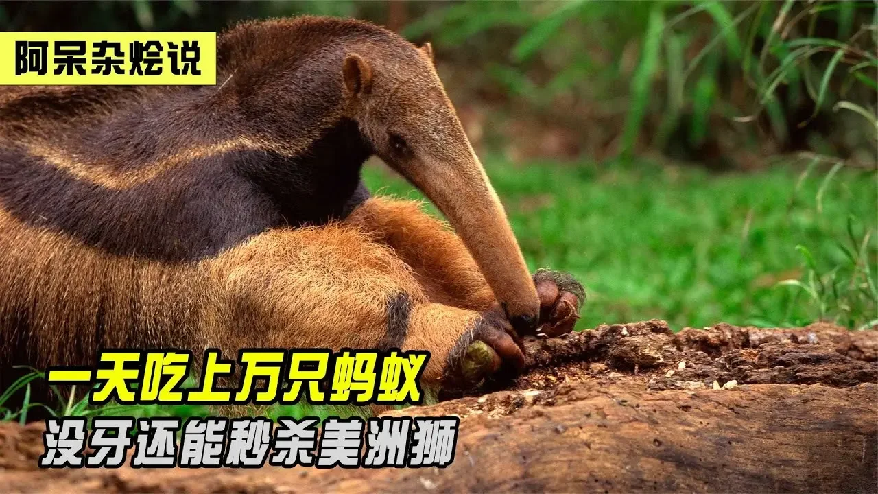 一天能吃上万只蚂蚁，没牙却能秒杀美洲狮，大食蚁兽有什么本事？