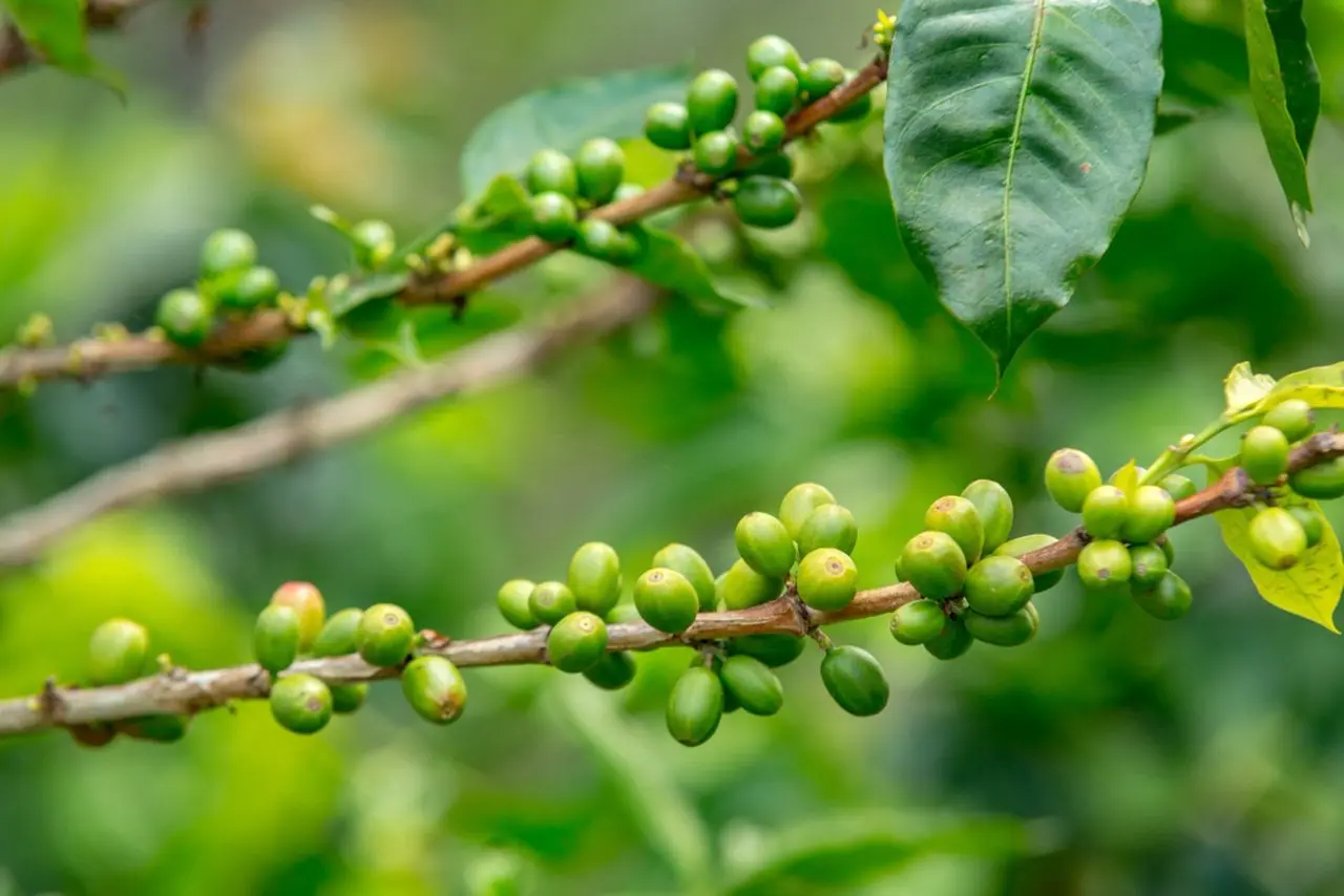 Green Coffee Market Size, Challenges, Opportunities, Trends, 2032