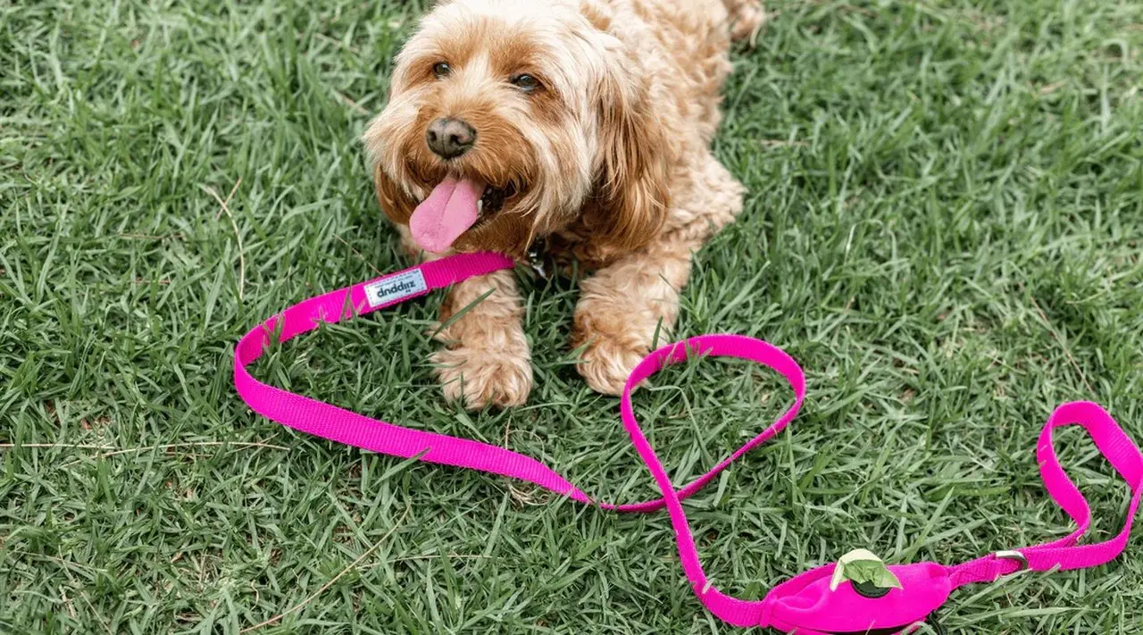 Puppies for Sale Melbourne – Discover Your Perfect Companion Today