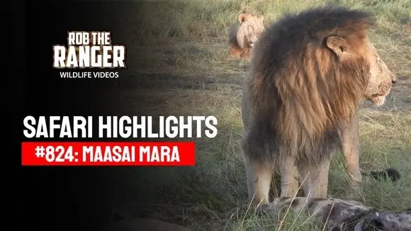 Safari Highlights #824: 31 March 2025 | Maasai Mara/Zebra Plains | Latest #Wildlife Sightings