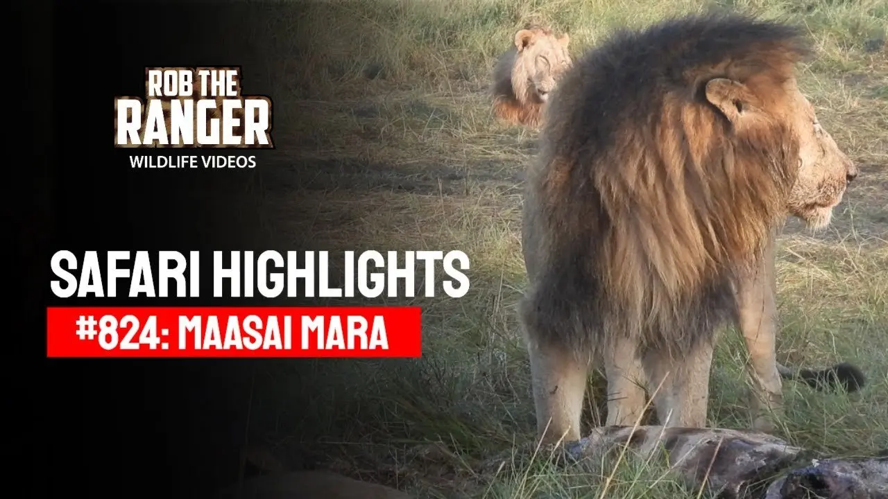 Safari Highlights #824: 31 March 2025 | Maasai Mara/Zebra Plains | Latest #Wildlife Sightings