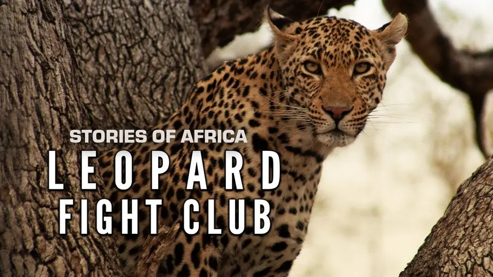Stories of Africa: Leopard Fight Club