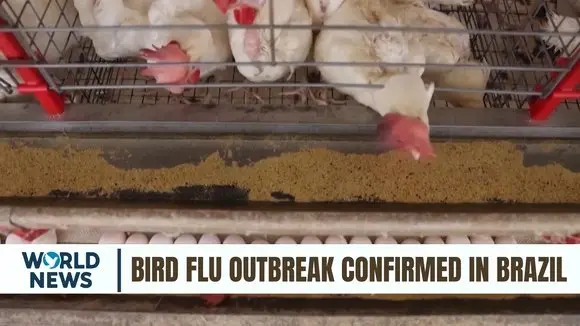 Bird Flu Outbreak Confirmed in Brazil, World's Largest Chicken Exporter