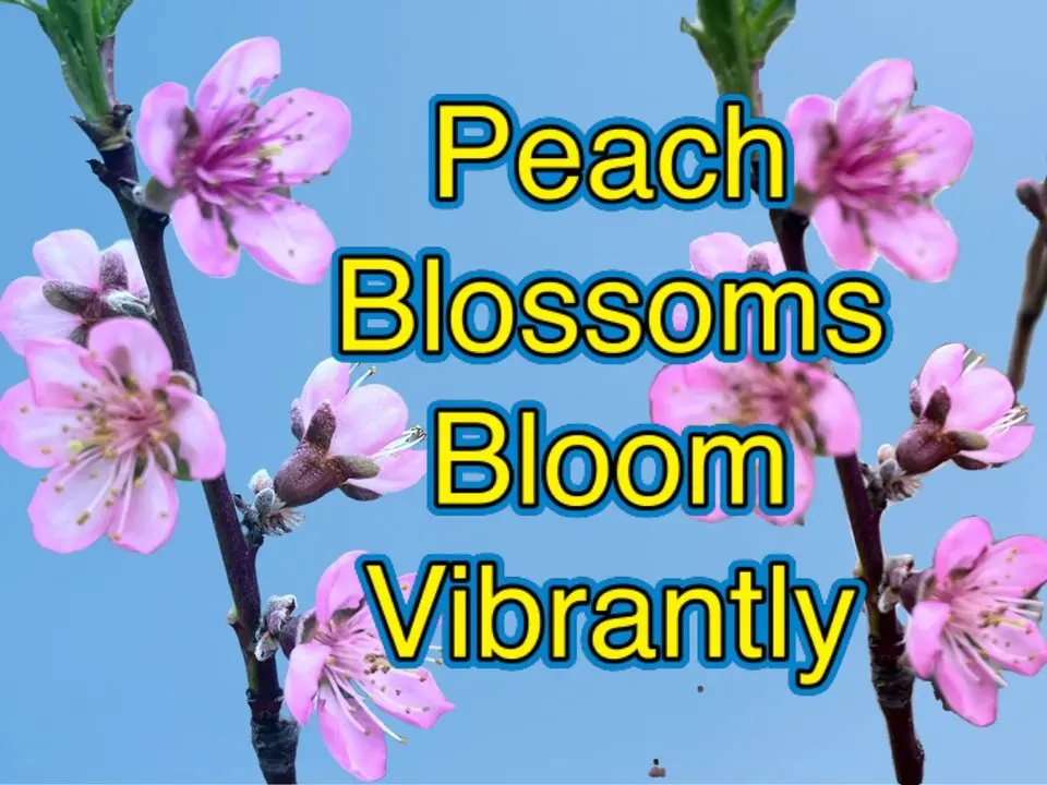 The peach blossoms we planted are blooming vibrantly; 6-year-old twin George picked mushrooms; the chickens happily eat their