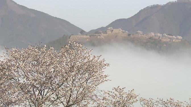 Castle in the Sky and Granddad's Cherry Tree