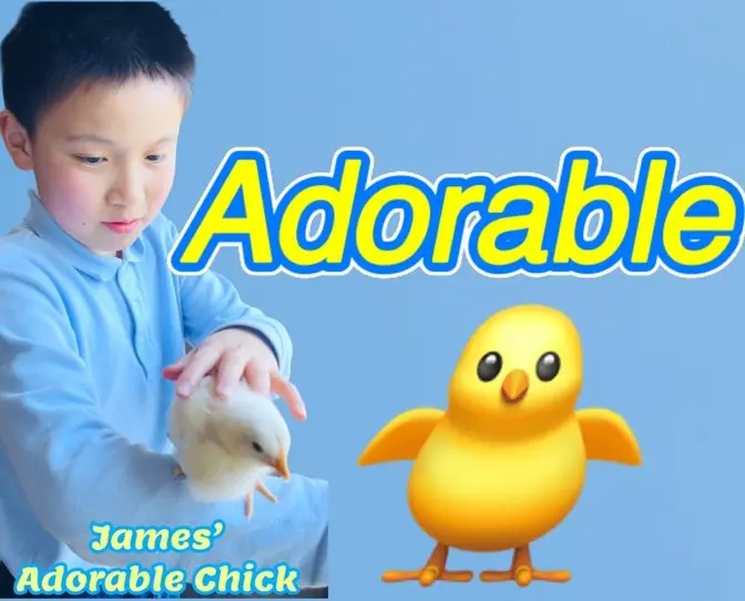  Sự khác biệt giữa gà con nuôi tại nhà và gà con nuôi công nghiệp; James 10 tuổi và chú gà con đáng yêu của cậu ấy; 