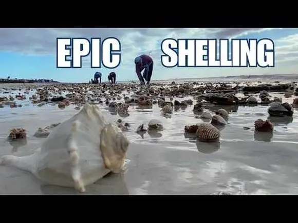 Looking for Seashells After a Storm. Spoiler Alert: It was Amazing!