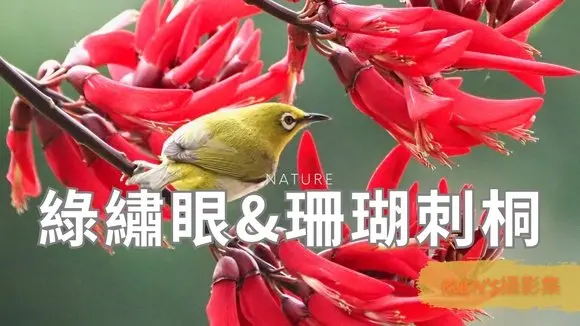 綠繡眼&珊瑚刺桐 | Kuen的攝影集 | 超萌綠色小精靈，可愛破表！#鳥類 #動物世界 #旅遊