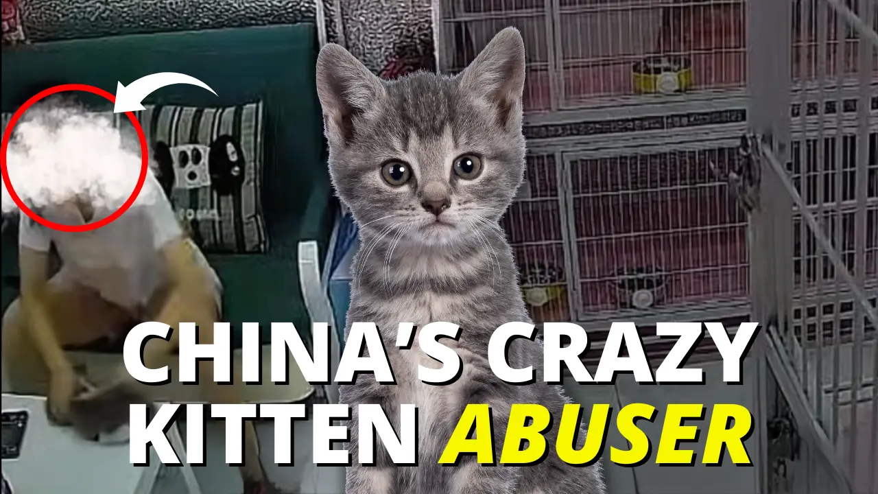 그녀가 “기분이 나빠서” 그들을 해쳤다고?! — 이 아기 고양이들은 더 나은 대우를 받아야 했어요 | S&T Chats