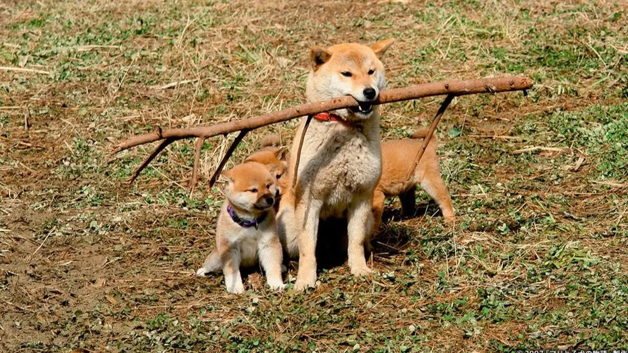 Another heart-wrenching animal film! While Koreans master amnesia stories and the Japanese excel at pet tales, what about us? "The Miracle of Dog Love"