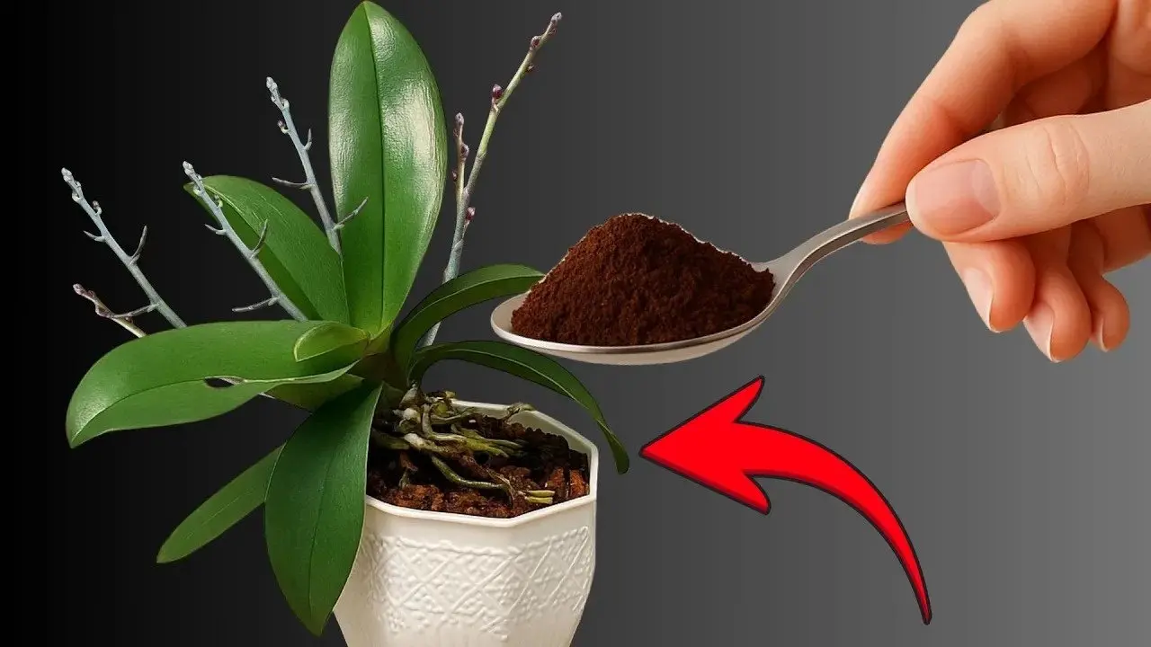 Prevent Orchid Stress: When to Repot for Beautiful Blooms