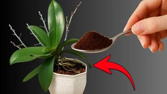 Prevent Orchid Stress: When to Repot for Beautiful Blooms