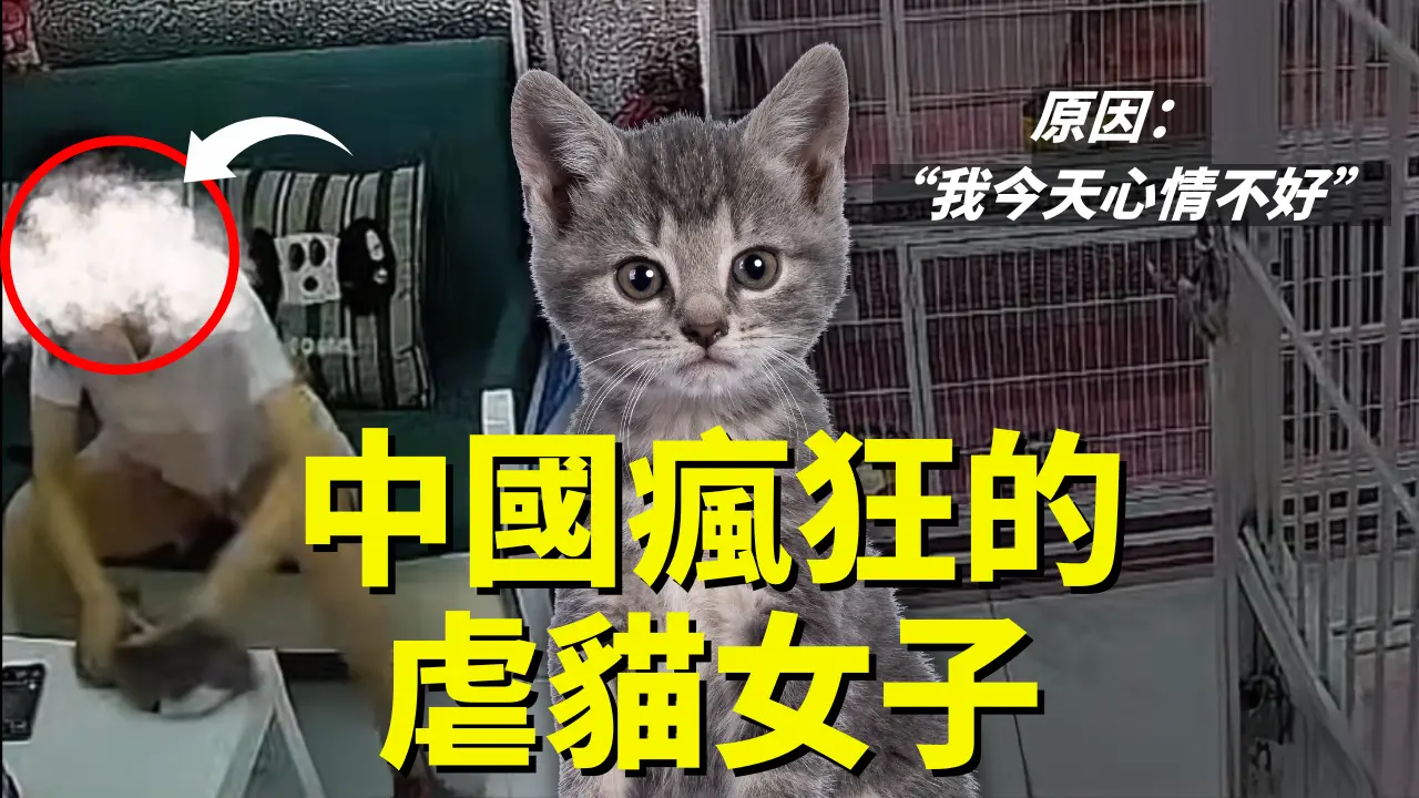 她因为“心情不好”就伤害它们？！—— 这些小猫值得更好的对待 | S&T Chats