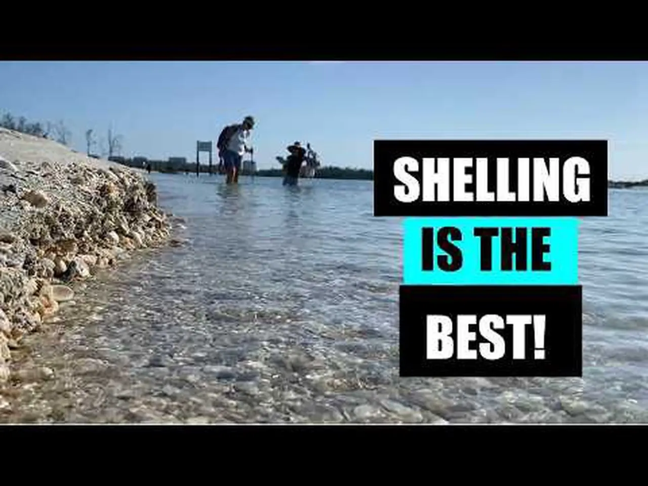 I have the best hobby. Hunting seashell treasures, critters and a bucket list shell find!