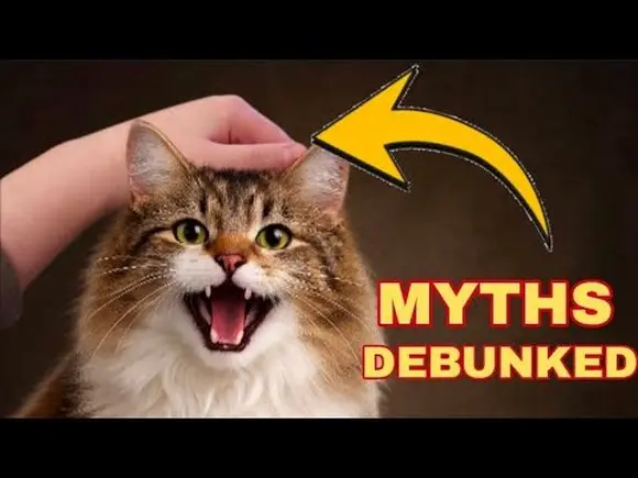 CAT Myths That You Still Believe...