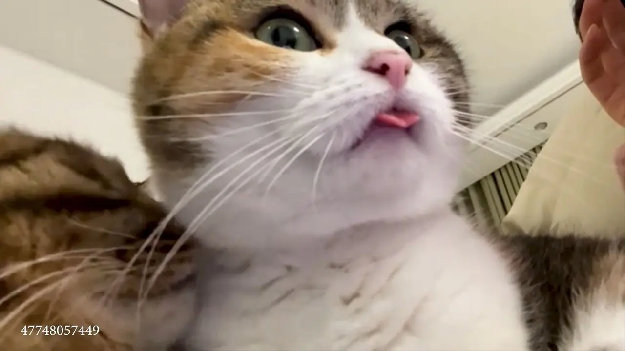 動物萌寵 小貓是世界上最可愛的🤣2025年新搞笑貓咪_84