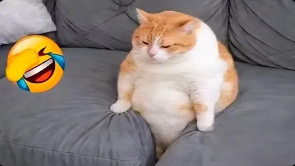 You Laugh, You Lose 😂 2026 New CAT Videos 😍🤣😸