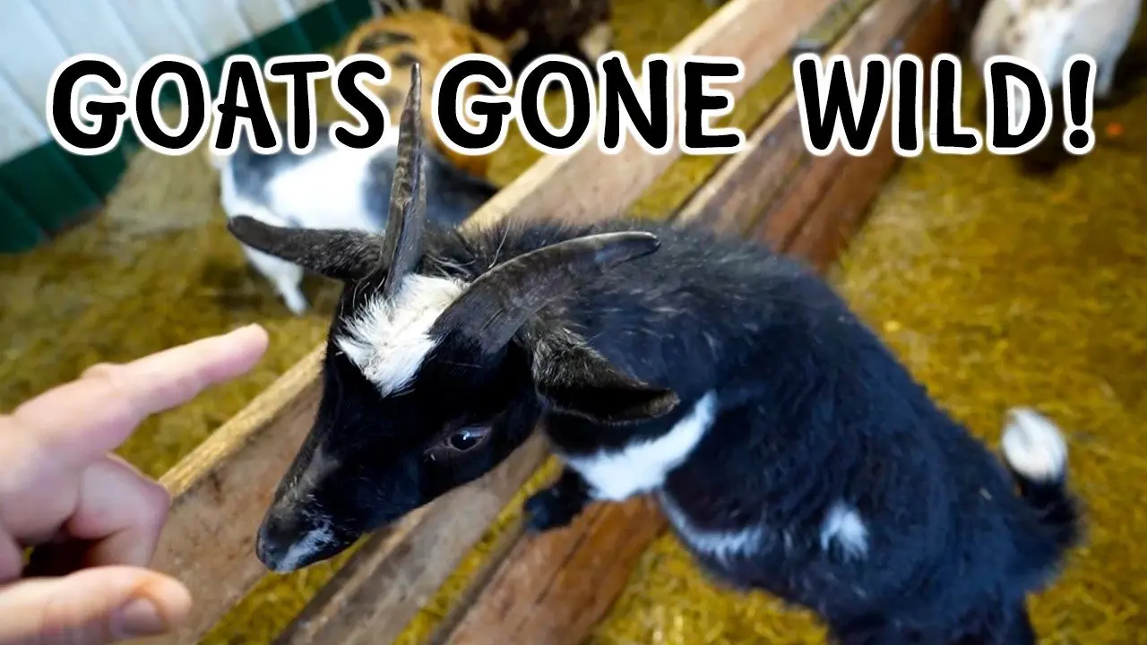 Rooster Attack Update… and the Goats Are Getting Rowdy! 🐐