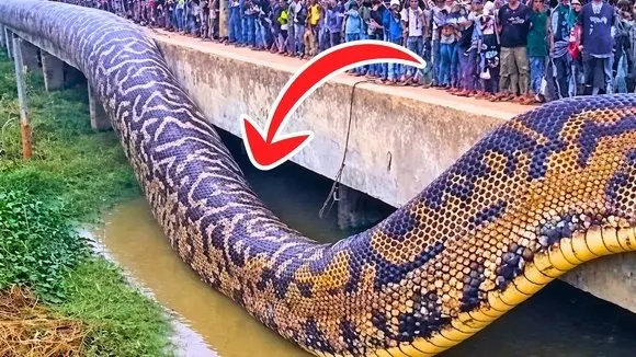 World’s Largest Snake Found In Amazon — It's Beyond Terrifying