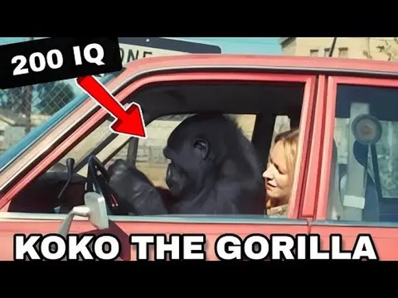 Koko The Gorilla- The Talking Primate who Stunned the World...