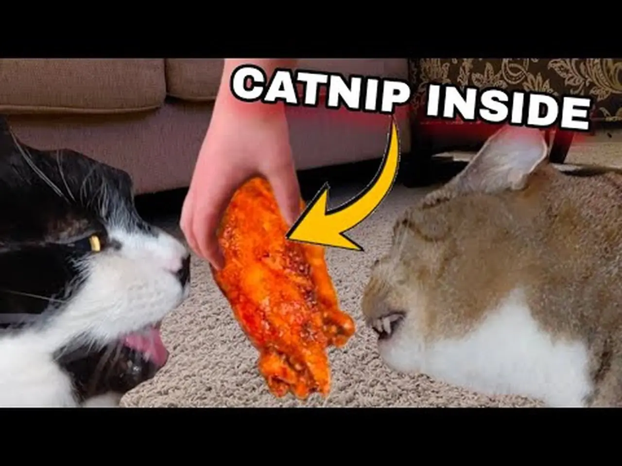 I snuck CATNIP into my CATS FOOD!