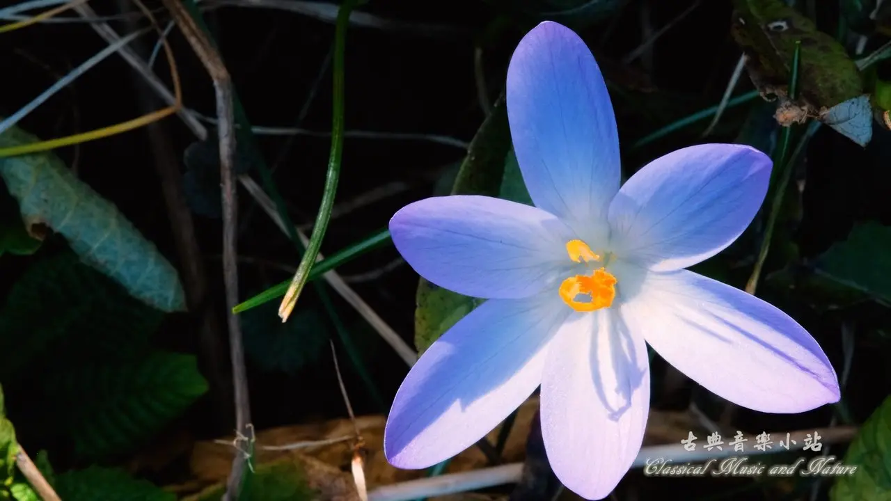 Bach: The Well-Tempered Clavier Book 1; Fugue No. 7 E Flat Major, Bwv 852